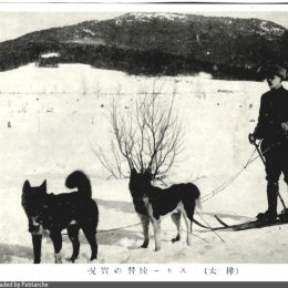 Лыжная прогулка с собаками