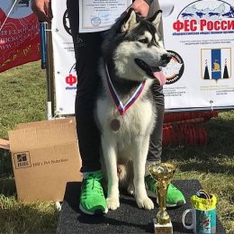 Стали известны имена победителей чемпионата и первенства области по ездовому спорту